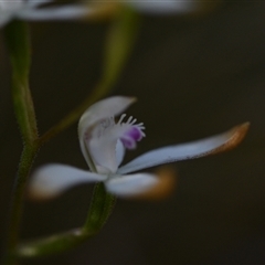 Caladenia ustulata (Brown Caps) at Acton, ACT - 3 Oct 2024 by Venture