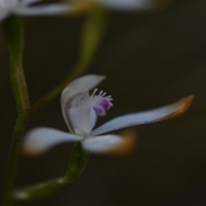 Caladenia ustulata at Acton, ACT - suppressed