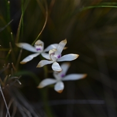 Caladenia ustulata at Acton, ACT - suppressed