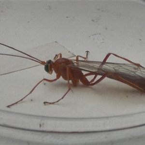 Netelia sp. (genus) at Borough, NSW - 12 Oct 2024