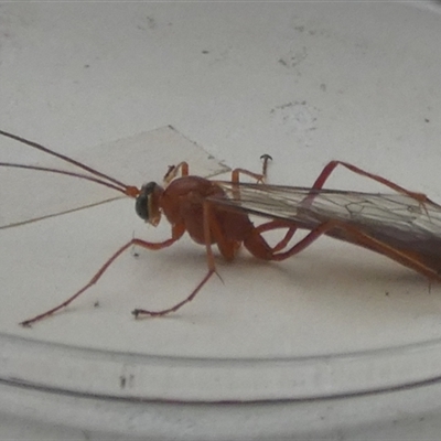 Unidentified Wasp (Hymenoptera, Apocrita) at Borough, NSW - 11 Oct 2024 by Paul4K