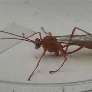 Netelia sp. (genus) at Borough, NSW - 12 Oct 2024