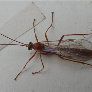 Netelia sp. (genus) at Borough, NSW - suppressed