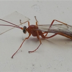 Netelia sp. (genus) at Borough, NSW - suppressed