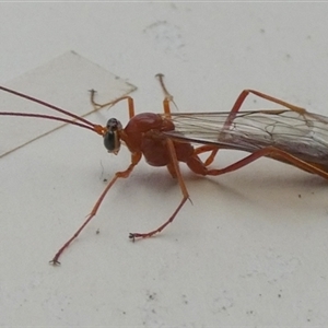 Netelia sp. (genus) at Borough, NSW - 12 Oct 2024