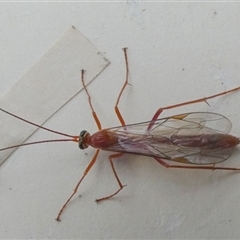 Netelia sp. (genus) at Borough, NSW - suppressed