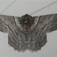 Hypobapta tachyhalotaria (Varied Grey) at Borough, NSW - 12 Oct 2024 by Paul4K