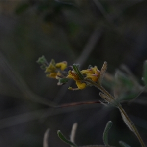 Grevillea alpina at Acton, ACT - 3 Oct 2024