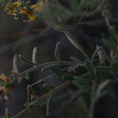 Grevillea alpina at Acton, ACT - 3 Oct 2024