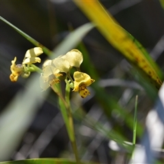 Diuris nigromontana (Black Mountain Leopard Orchid) at Acton, ACT - 3 Oct 2024 by Venture