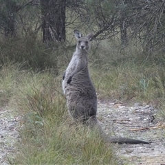 Macropus giganteus (Eastern Grey Kangaroo) at Borough, NSW - 11 Oct 2024 by Paul4K