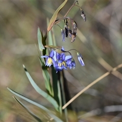 Stypandra glauca (Nodding Blue Lily) at Acton, ACT - 3 Oct 2024 by Venture