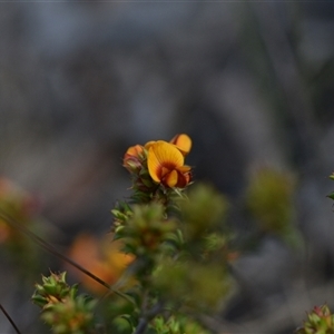 Pultenaea procumbens at Acton, ACT - 3 Oct 2024 02:07 PM