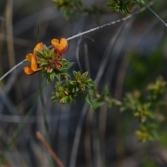 Pultenaea procumbens at Acton, ACT - 3 Oct 2024