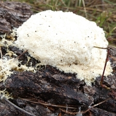 Fuligo septica (Scrambled egg slime) at Borough, NSW - 12 Oct 2024 by Paul4K