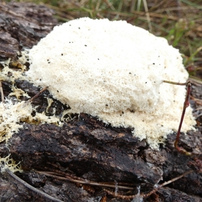 Fuligo septica (Scrambled egg slime) at Borough, NSW - 12 Oct 2024 by Paul4K