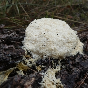 Fuligo septica at Borough, NSW - 12 Oct 2024 10:05 AM