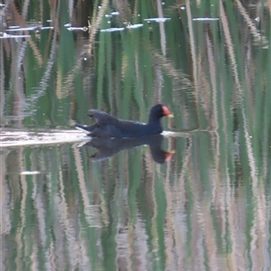 Gallinula tenebrosa at Yarralumla, ACT - 13 Oct 2024