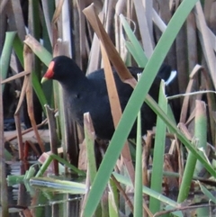 Gallinula tenebrosa at Yarralumla, ACT - 13 Oct 2024 06:03 PM