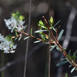 Pimelea linifolia subsp. linifolia at Acton, ACT - 3 Oct 2024