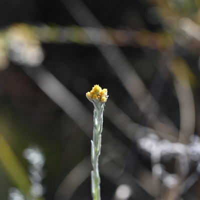 Chrysocephalum apiculatum (Common Everlasting) at Acton, ACT - 3 Oct 2024 by Venture