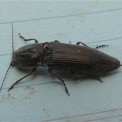 Unverified Click beetle (Elateridae) by Paul4K