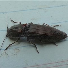 Unidentified Click beetle (Elateridae) at Borough, NSW - 12 Oct 2024 by Paul4K