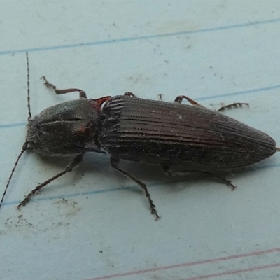 Unverified Click beetle (Elateridae) by Paul4K