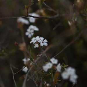 Leucopogon virgatus at Acton, ACT - 3 Oct 2024