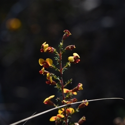 Dillwynia phylicoides (A Parrot-pea) at Acton, ACT - 3 Oct 2024 by Venture