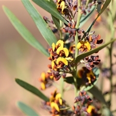 Daviesia mimosoides subsp. mimosoides at Acton, ACT - 3 Oct 2024 by Venture