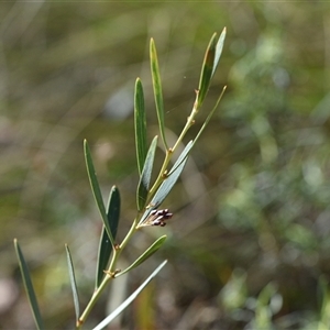 Daviesia mimosoides subsp. mimosoides at Acton, ACT - 3 Oct 2024 01:50 PM