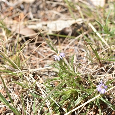 Vittadinia muelleri (Narrow-leafed New Holland Daisy) at Watson, ACT - 29 Sep 2024 by Venture