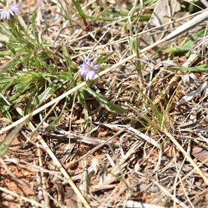 Vittadinia muelleri at Watson, ACT - 29 Sep 2024 12:48 PM