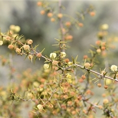 Acacia ulicifolia (Prickly Moses) at Watson, ACT - 29 Sep 2024 by Venture