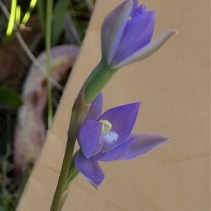 Thelymitra peniculata at Borough, NSW - suppressed