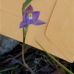 Thelymitra peniculata at Borough, NSW - suppressed