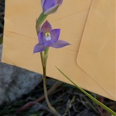 Thelymitra peniculata at Borough, NSW - suppressed