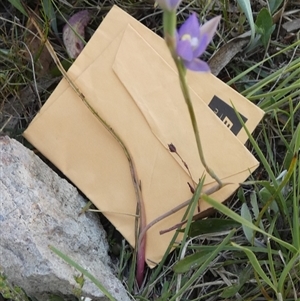 Thelymitra peniculata at Borough, NSW - suppressed