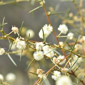 Acacia genistifolia at Watson, ACT - 29 Sep 2024