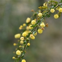 Acacia paradoxa (Kangaroo Thorn) at Kenny, ACT - 29 Sep 2024 by Venture