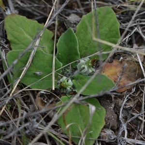 Cymbonotus sp. (preissianus or lawsonianus) at Kenny, ACT - 29 Sep 2024