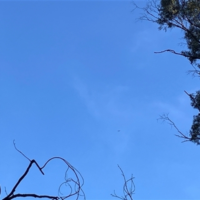 Aquila audax (Wedge-tailed Eagle) at Kangaroo Valley, NSW - 13 Oct 2024 by pcooperuow