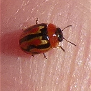 Peltoschema sp. (genus) at Borough, NSW - 13 Oct 2024 07:30 AM