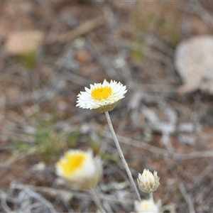 Leucochrysum albicans subsp. tricolor at Kenny, ACT - 29 Sep 2024 12:21 PM