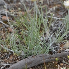 Leucochrysum albicans subsp. tricolor at Kenny, ACT - 29 Sep 2024