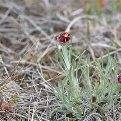 Leucochrysum albicans subsp. tricolor at Kenny, ACT - 29 Sep 2024