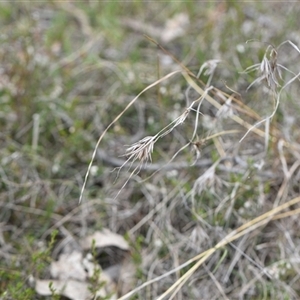 Themeda triandra at Kenny, ACT - 29 Sep 2024