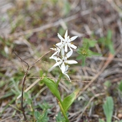 Wurmbea dioica subsp. dioica (Early Nancy) at Watson, ACT - 29 Sep 2024 by Venture