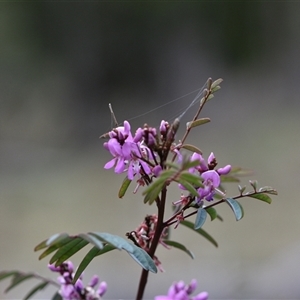 Indigofera australis subsp. australis at Watson, ACT - 29 Sep 2024